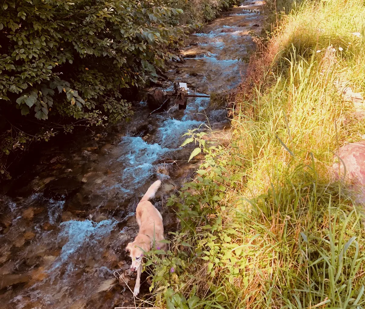 Naturbach direkt am Chalet mit Hund