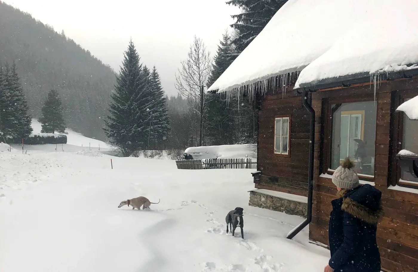 Hunde im Schnee direkt am Chalet